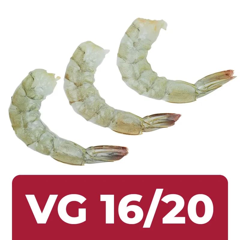 Camarão Rosa VG 16/20